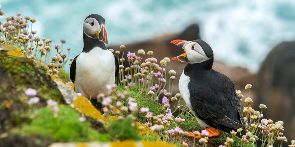 Makonury na Islandii