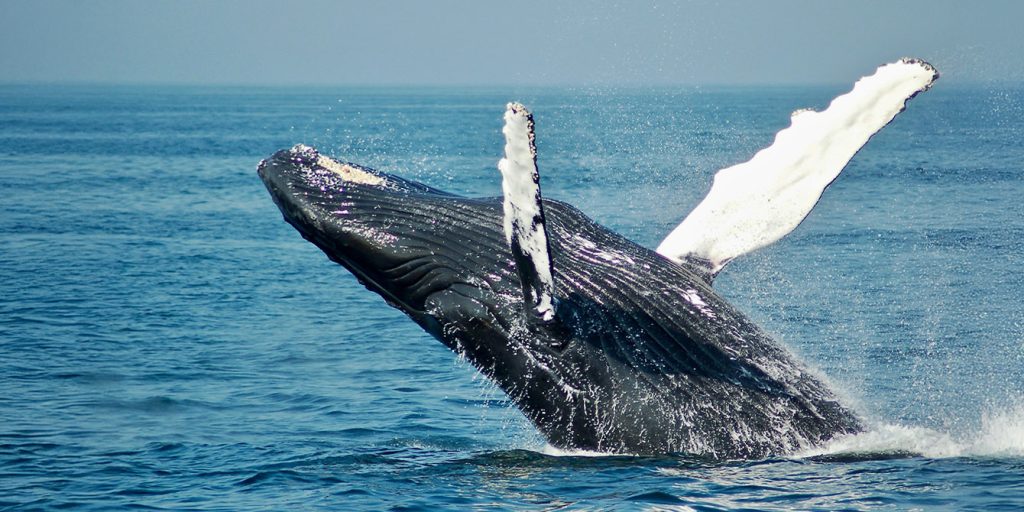 Obserwacja wielorybów na Islandii