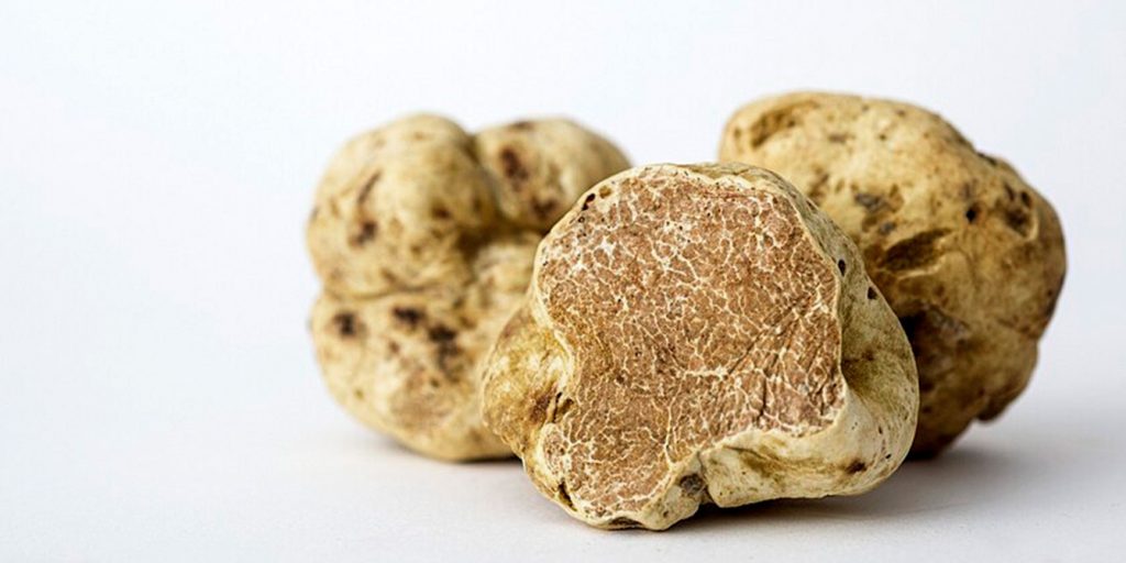 biała trufla z rejonu Piemont we Włoszech